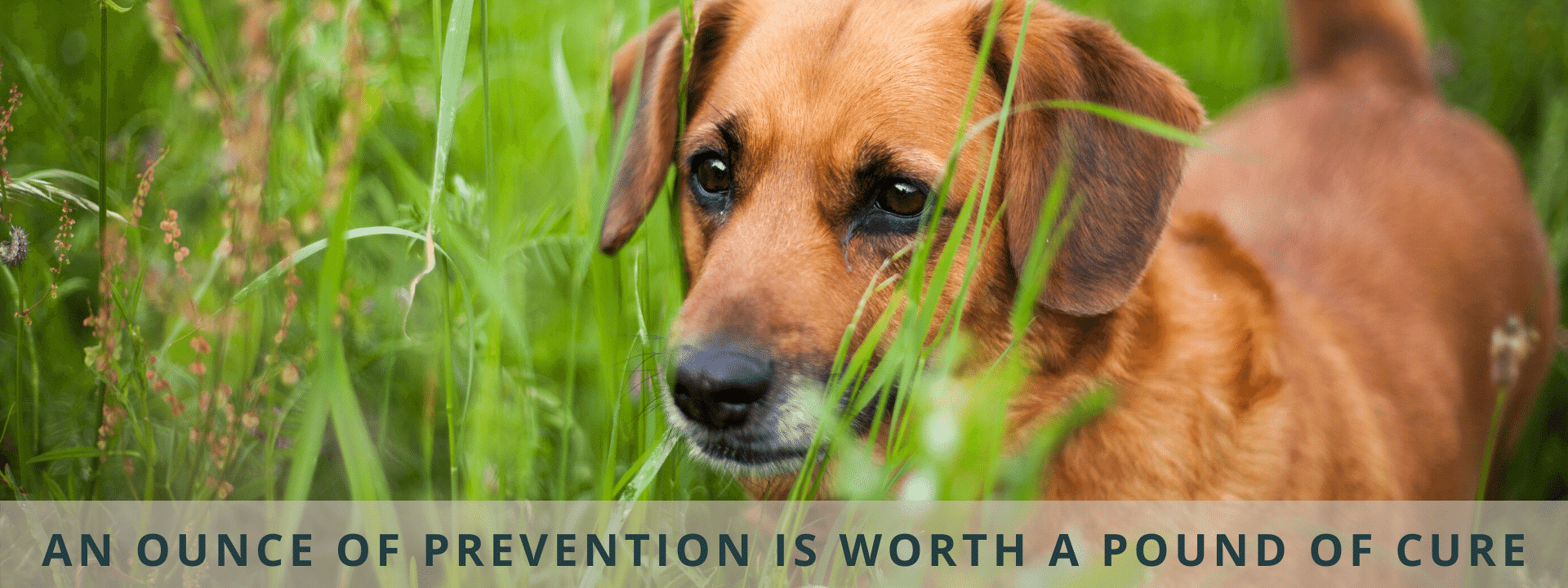 So Your Dog Has Heartworms – What Now?