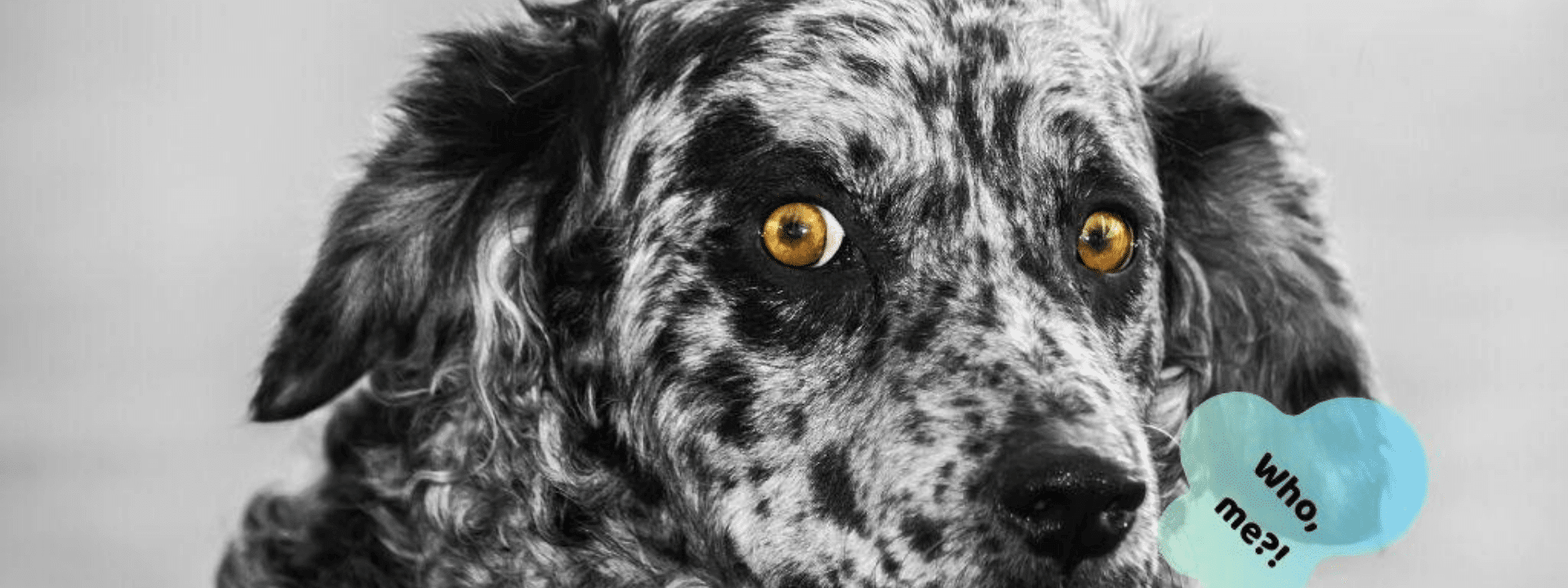 10 Wonky Doggo Behaviors & The Reasons Behind Them