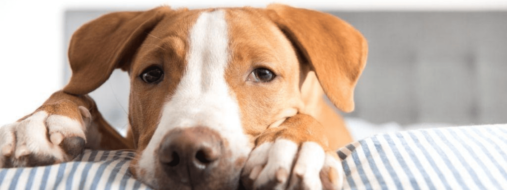 Parvo in Pups: Risks, Prevention, Spread and Why It’s Spiked During the Pandemic